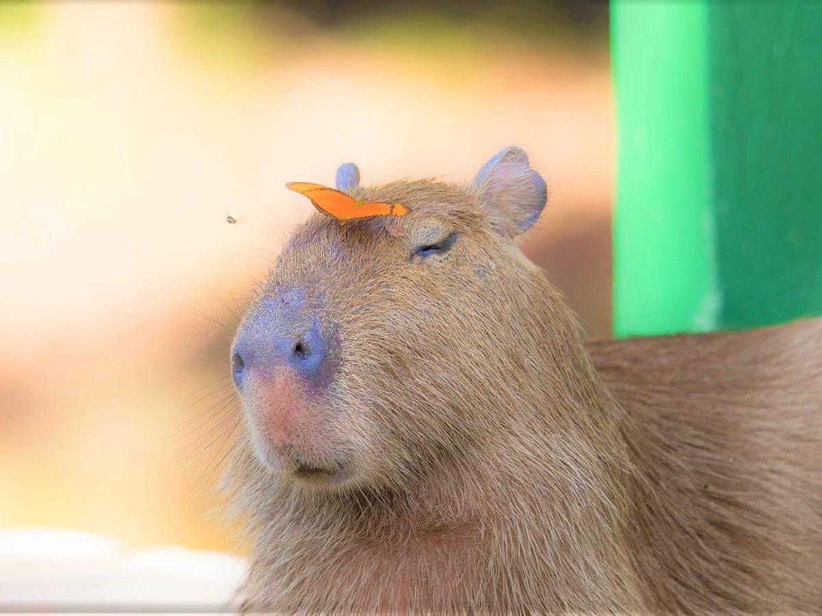 Capybara declared 'vermin' in T&T | Local News | trinidadexpress.com