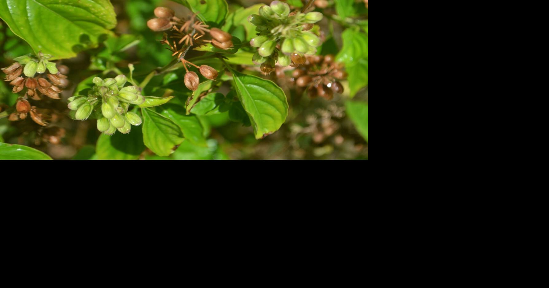 Saving our medicinal plants | Features Local | trinidadexpress.com