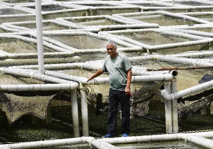 Grant will make tilapia more competitive Local Business