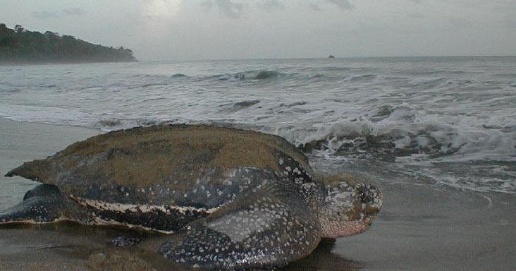 Funding freeze threatens turtles