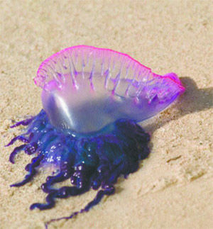 Jellyfish warning on East Coast | Local News | trinidadexpress.com