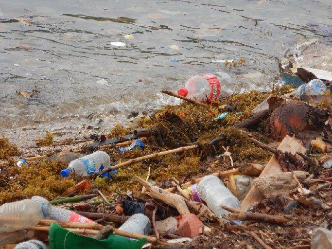 Mired in microplastics