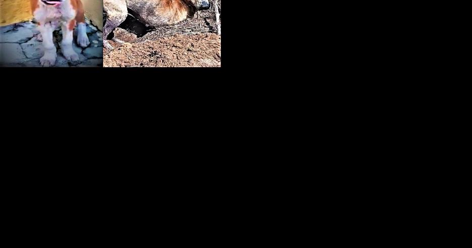 A tail of two strays - Vimarsana News