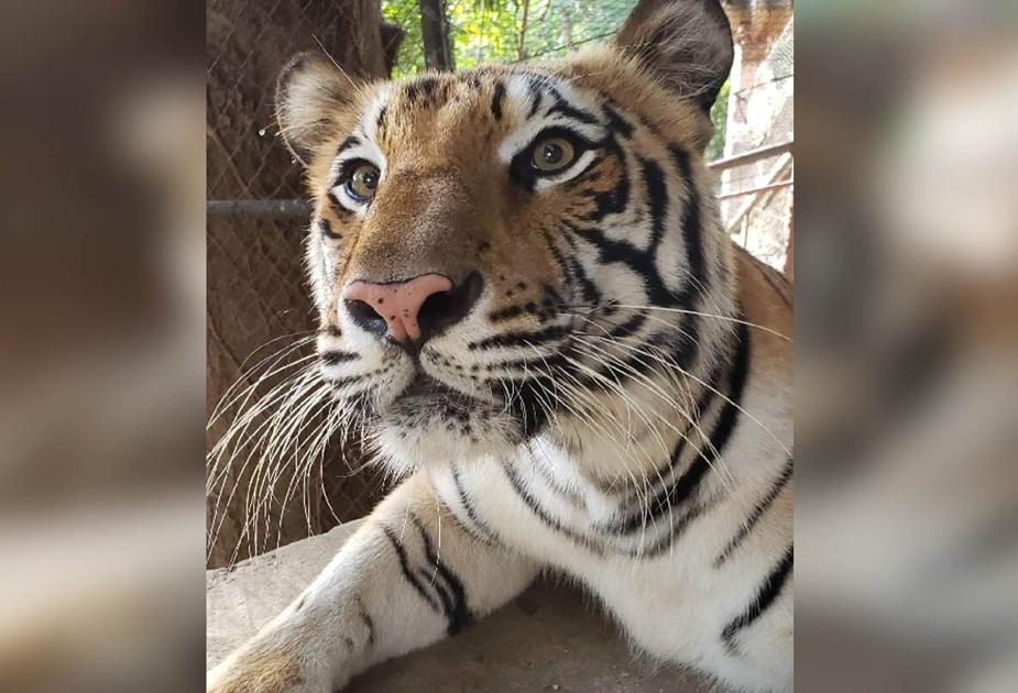 These big cats are so roarsome... Features Local