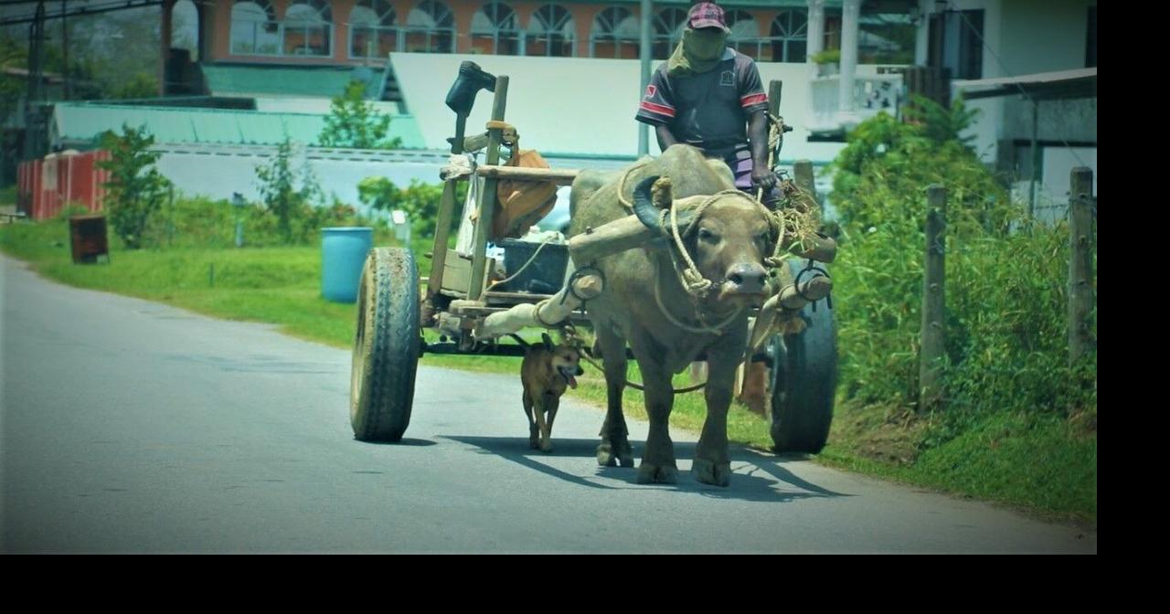 The last bull cart? | News Extra | trinidadexpress.com