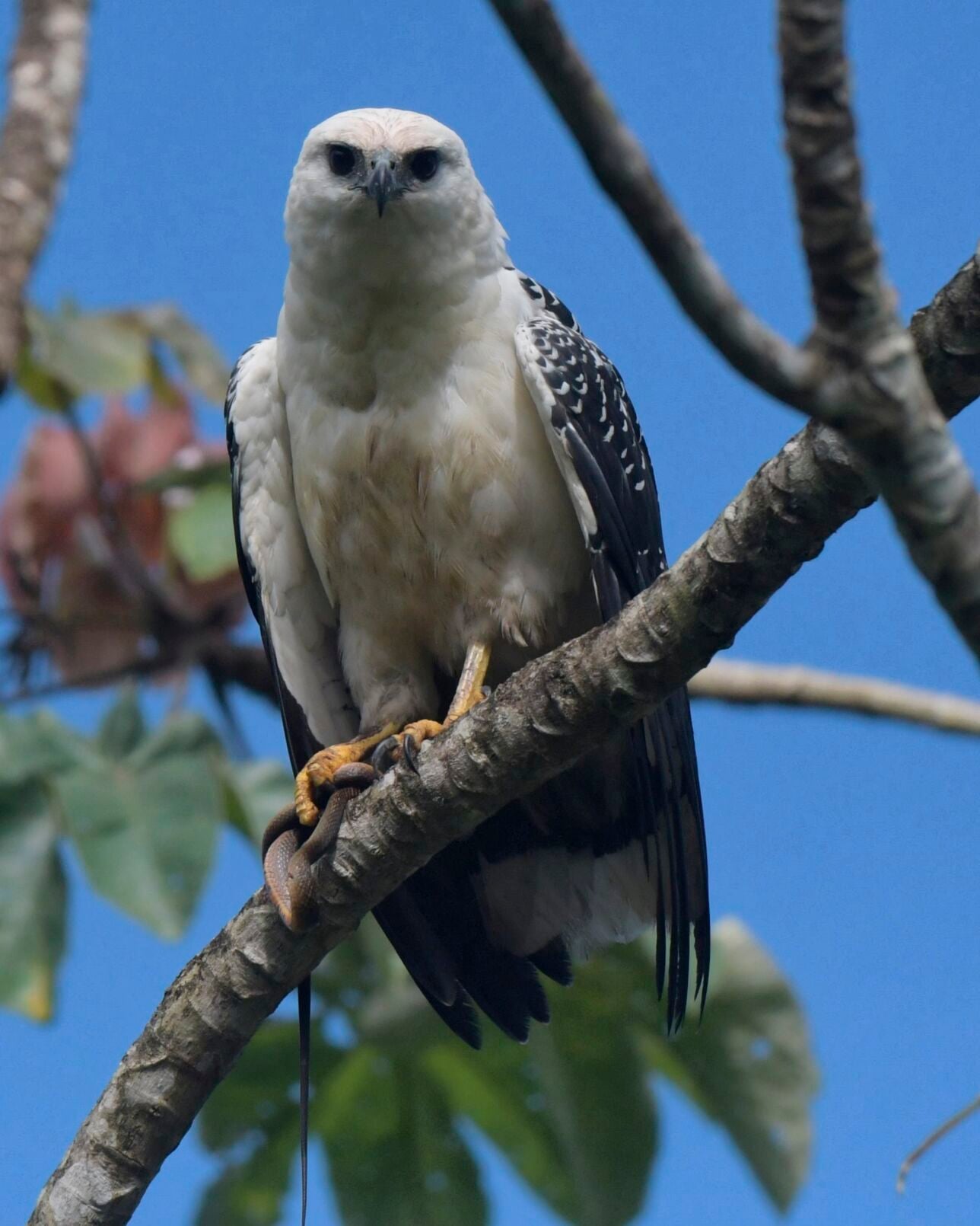 Rare sighting of nesting white hawks | Features Local