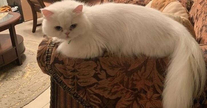 Frau setzt 10.000 Dollar Belohnung für ihre vermisste Katze aus