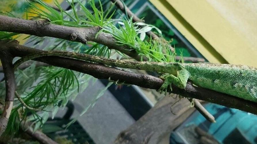 The legendary lizard | Features Local | trinidadexpress.com, image size:1200x675