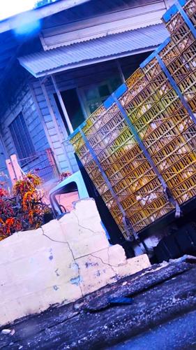 Chicken truck crashes