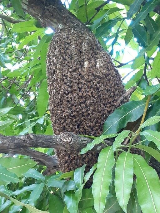 DVIDS - News - Beekeeping at Trinidad Lake and Dam
