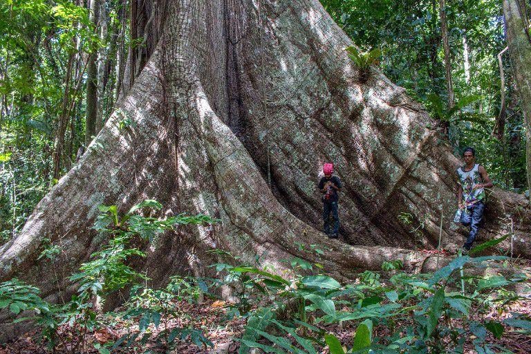 The giant silk cotton tree Features Local
