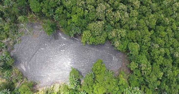 The forest footprint