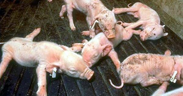 Suspected pig disease detected in Trinidad: Nationwide surveillance launched