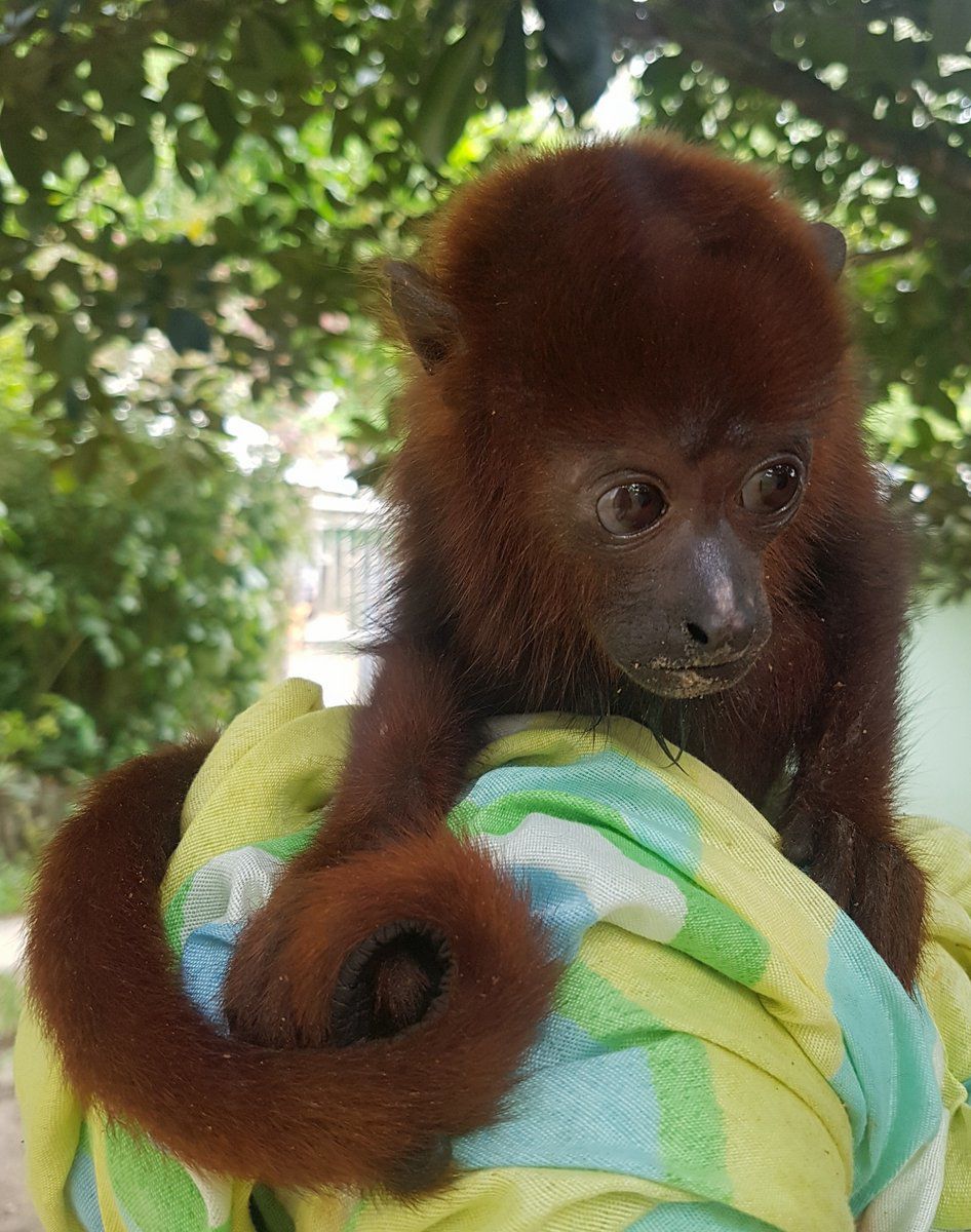 The Red Howler Monkey | Features | trinidadexpress.com