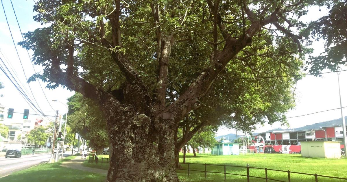 Celebrating green African heritage
