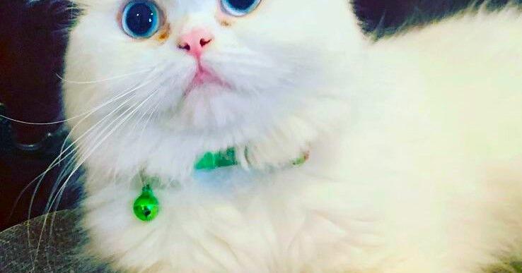 Social media wickedness over missing cat