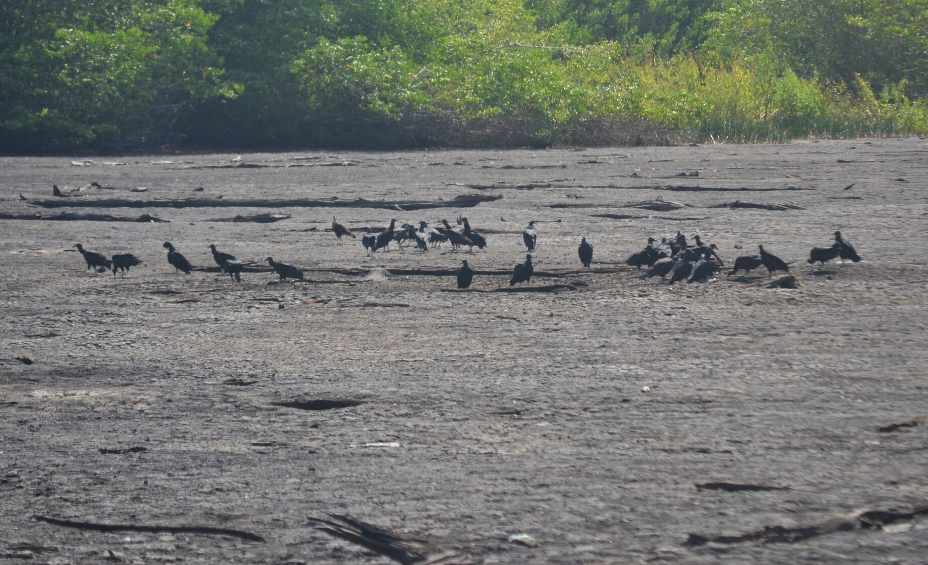 Icacos Wetlands Dry Out | Features Local | Trinidadexpress.com