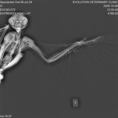 Owl fights for life after fence rescue