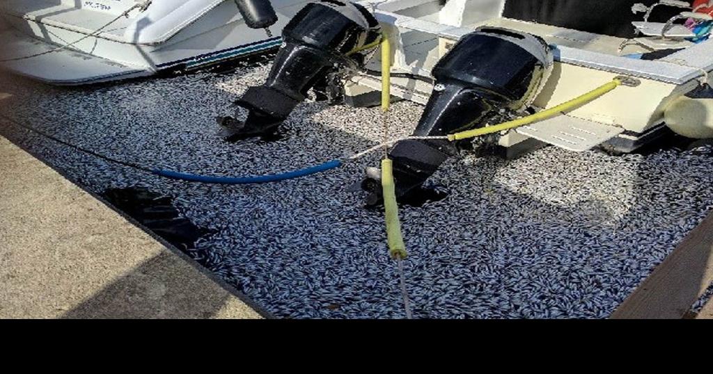 Bait dump vs fishkill in Chaguaramas Local News