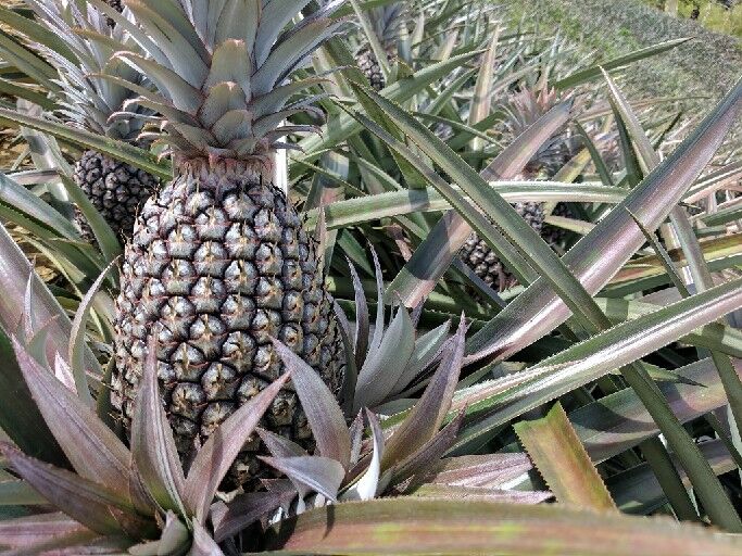 From sugar and cocoa to pineapple - Vimarsana News