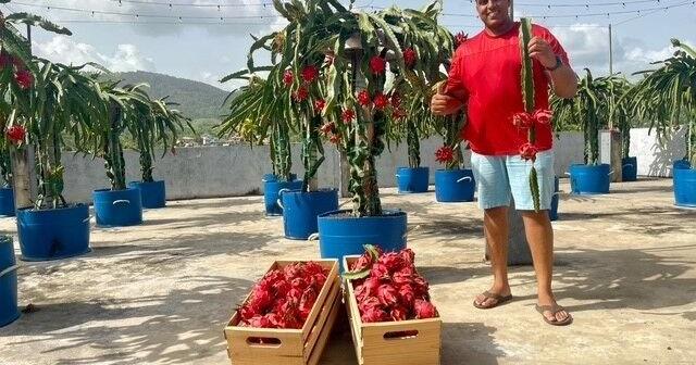 Drachenfruchtgenuss: Von exotisch bis alltäglich