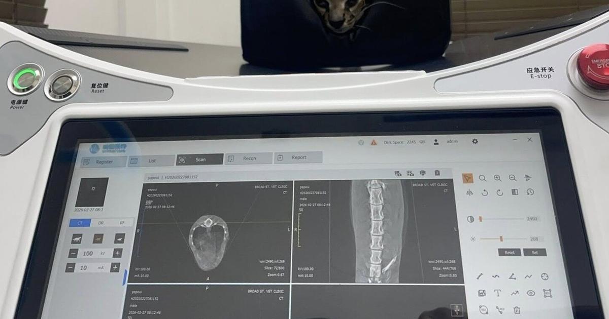 Small signs of hope for shot Ocelot