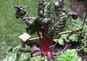 These plants do well in the shade