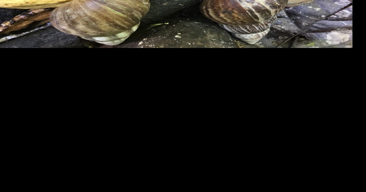 Giant African land snails put bathers at risk of parasitic disease ...