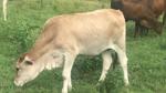 Where the cattle roam free
