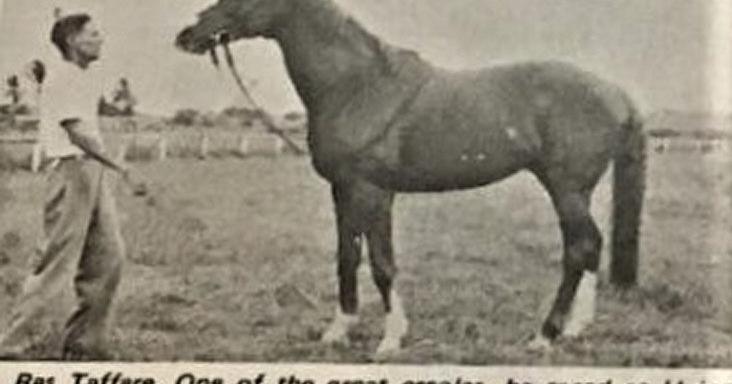 Day the horse racing god wept - Vimarsana News