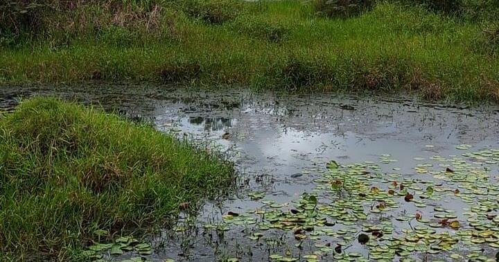 Caiman found nibbling on body in pond