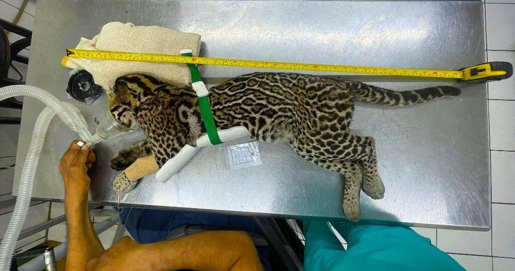 Race to save Ocelot shot and left for dead