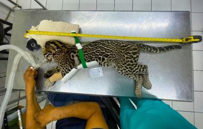 Race to save Ocelot shot and left for dead