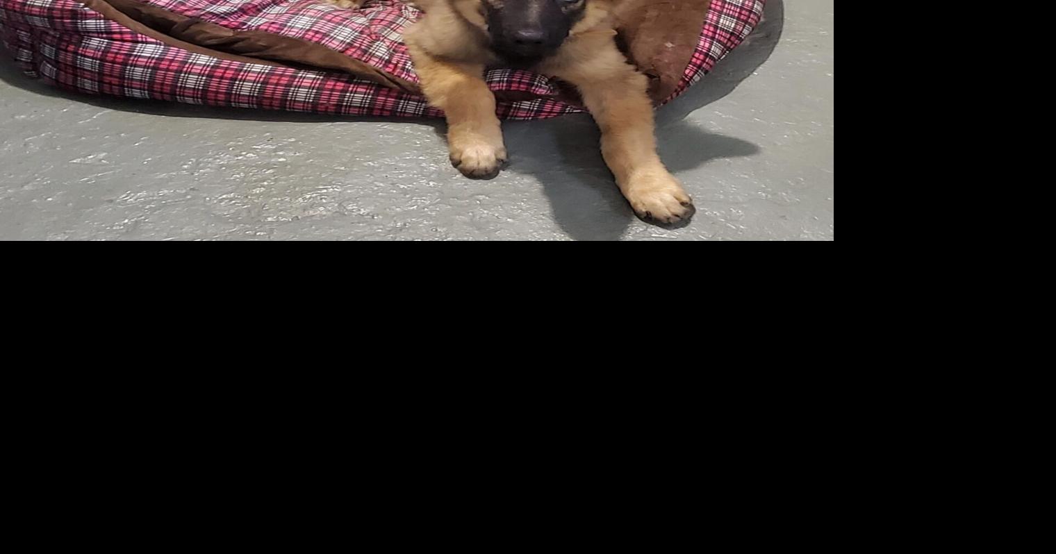 Tierärzte warnen vor tödlicher Staupe bei Hunden.