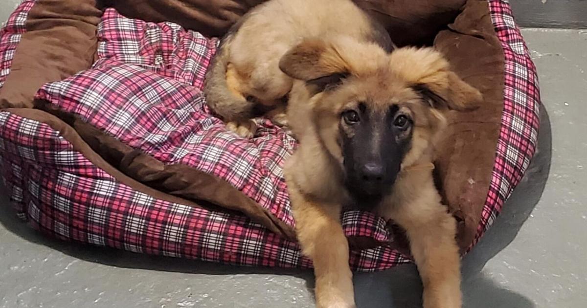 Tierärzte warnen vor tödlicher Staupe bei Hunden.