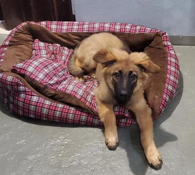 Vets warn of deadly 'hard pad' disease among dogs