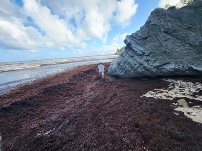 Sargassum smothers T&T and Caribbean