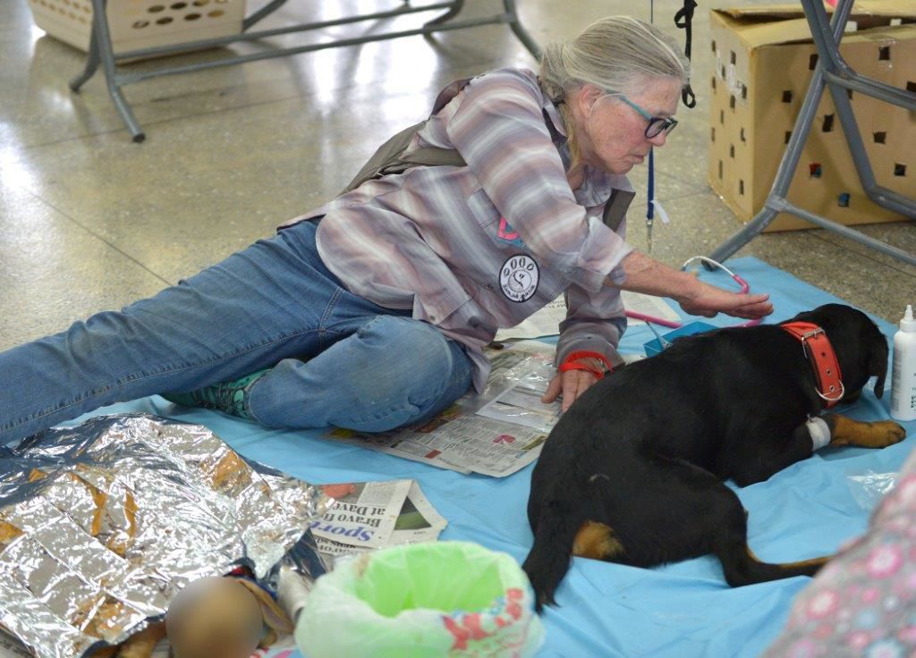 A Solution to T&T's stray animal crisis | Features Local - Vimarsana News