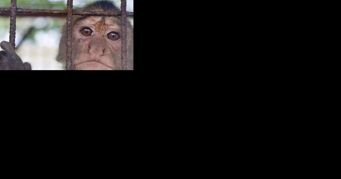 Ban hunting until crime under control - Vimarsana News