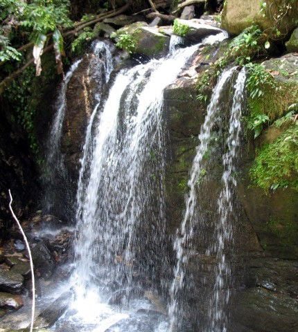 Wild sanctuary in the heart of the rainforest | Features Local ...