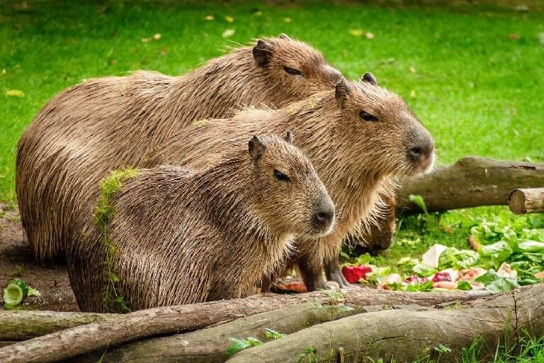 The elusive, yet sociable capybara