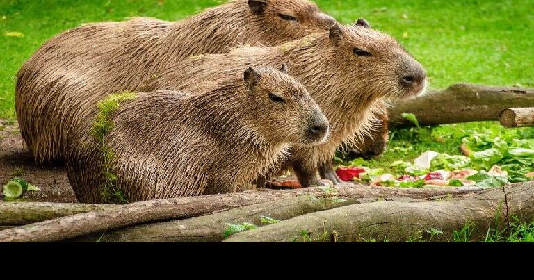 The elusive, yet sociable capybara | Features Local | trinidadexpress.com