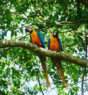 Tour operators call for reopening of Bush Bush Sanctuary