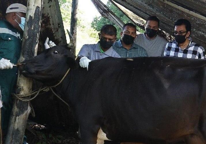 Rabies risk | Features Local | trinidadexpress.com