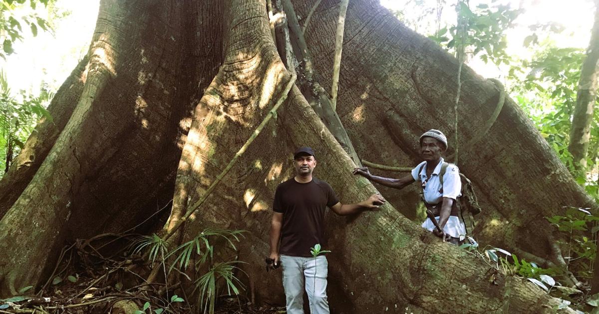 Tabaquite’s towering silk cotton trees