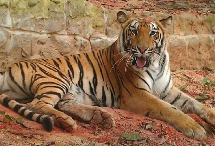 These big cats are so roar-some... | Features Local These big cats are so roar-some... | Features Local