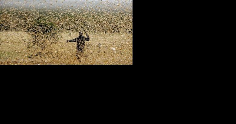 Siparia residents see swarms of locusts again - Vimarsana News