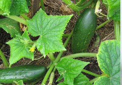 How To Grow A Cucumber Garden