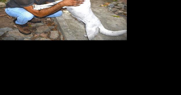 Sacrificing for the love of animals - Vimarsana News