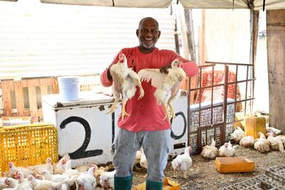 Weather drives chicken shortage